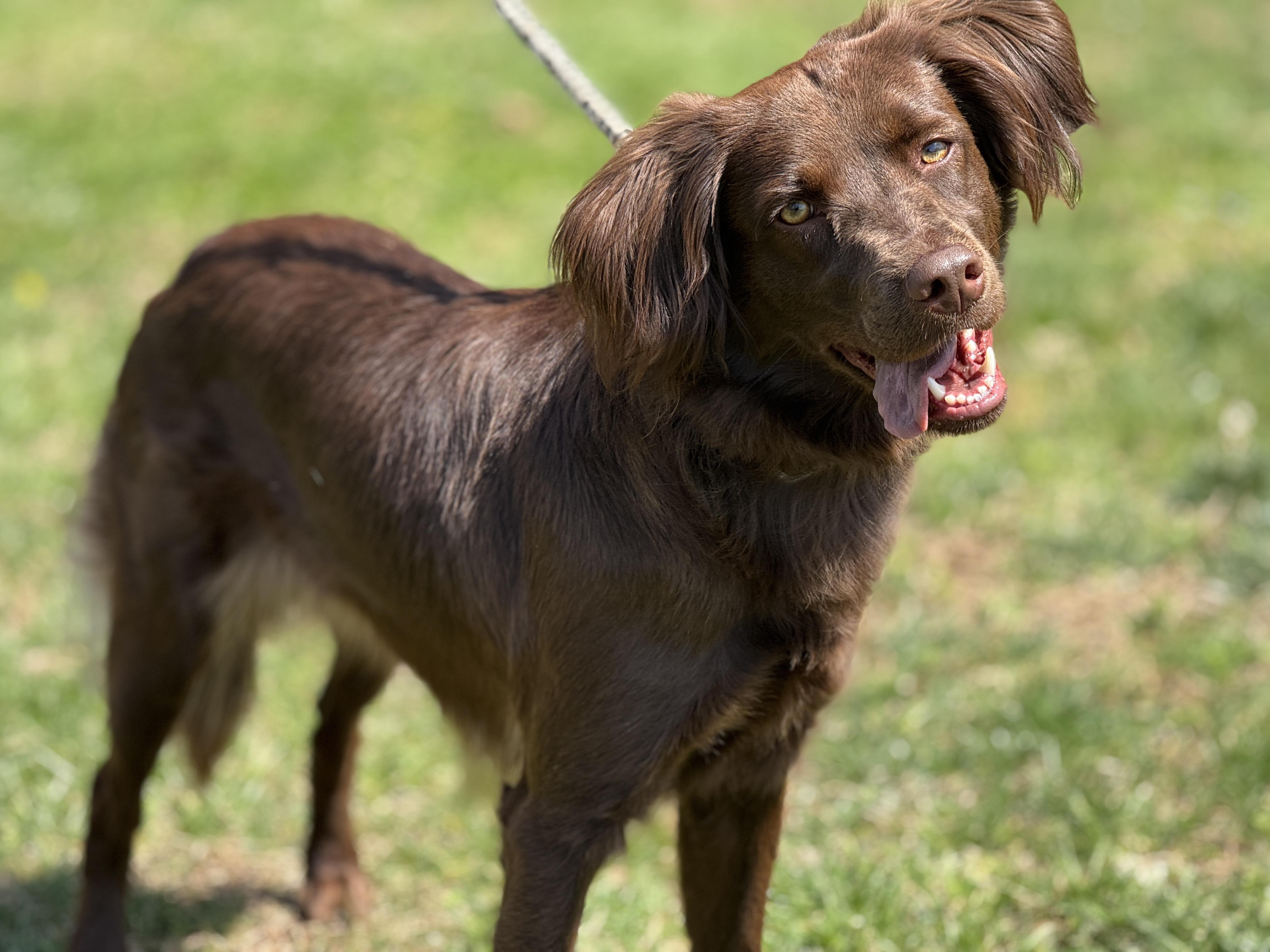 Enlarge Brook, a ADOPTABLE mixed breed in Richmond, VA image 5/6