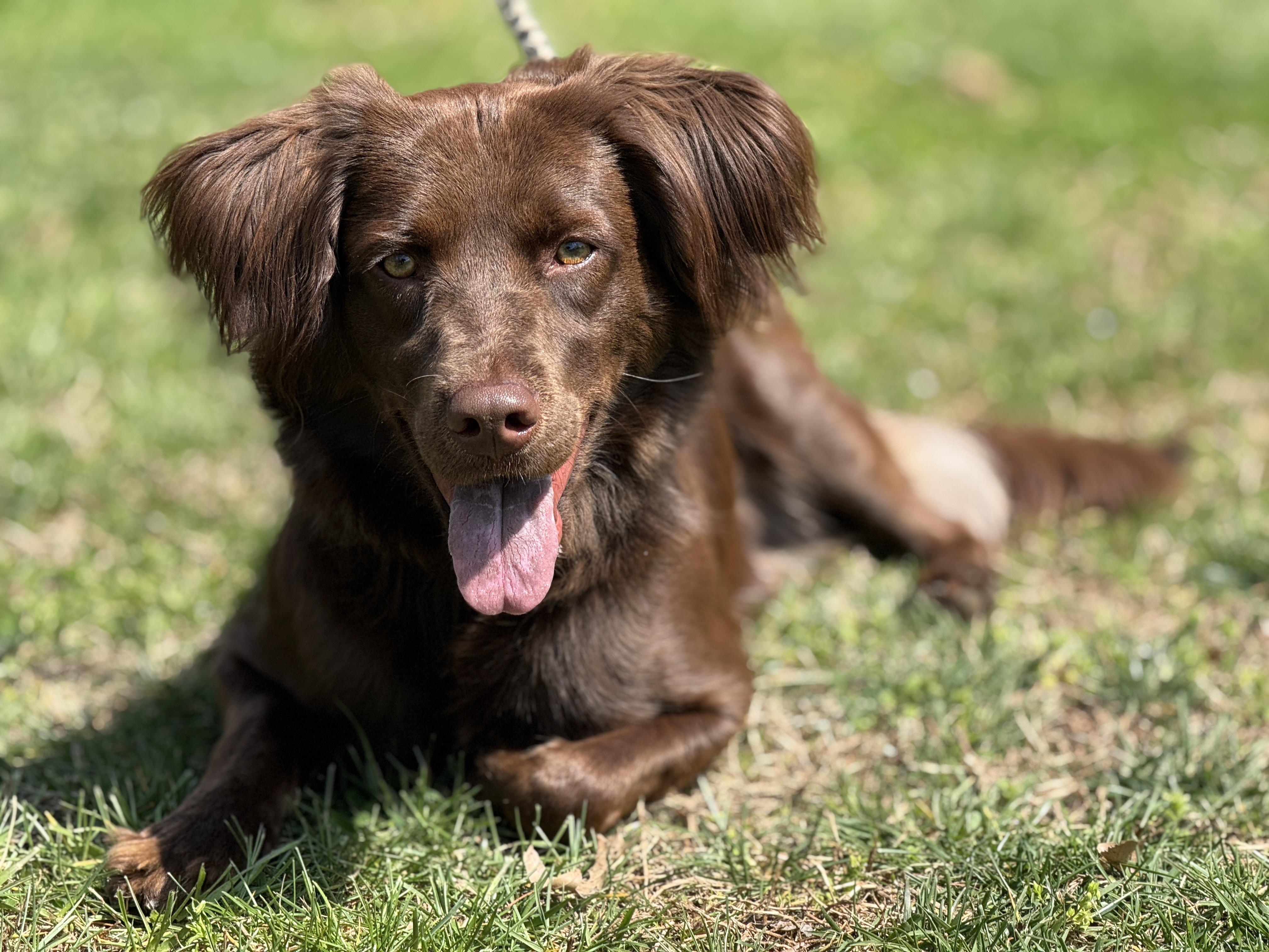 Brook, ADOPTABLE, Young Female Boykin Spaniel.