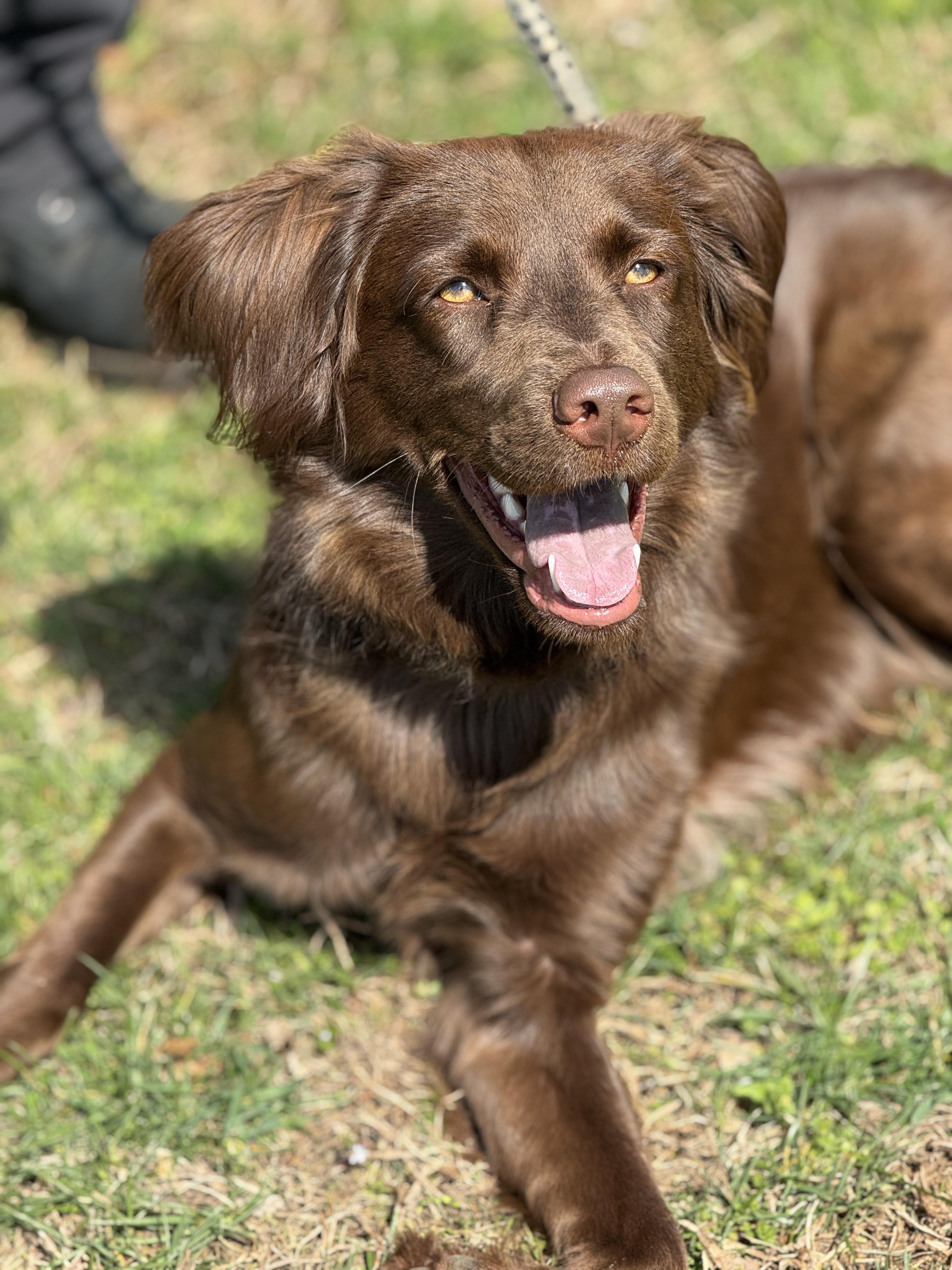 Enlarge Brook, a ADOPTABLE mixed breed in Richmond, VA image 4/6