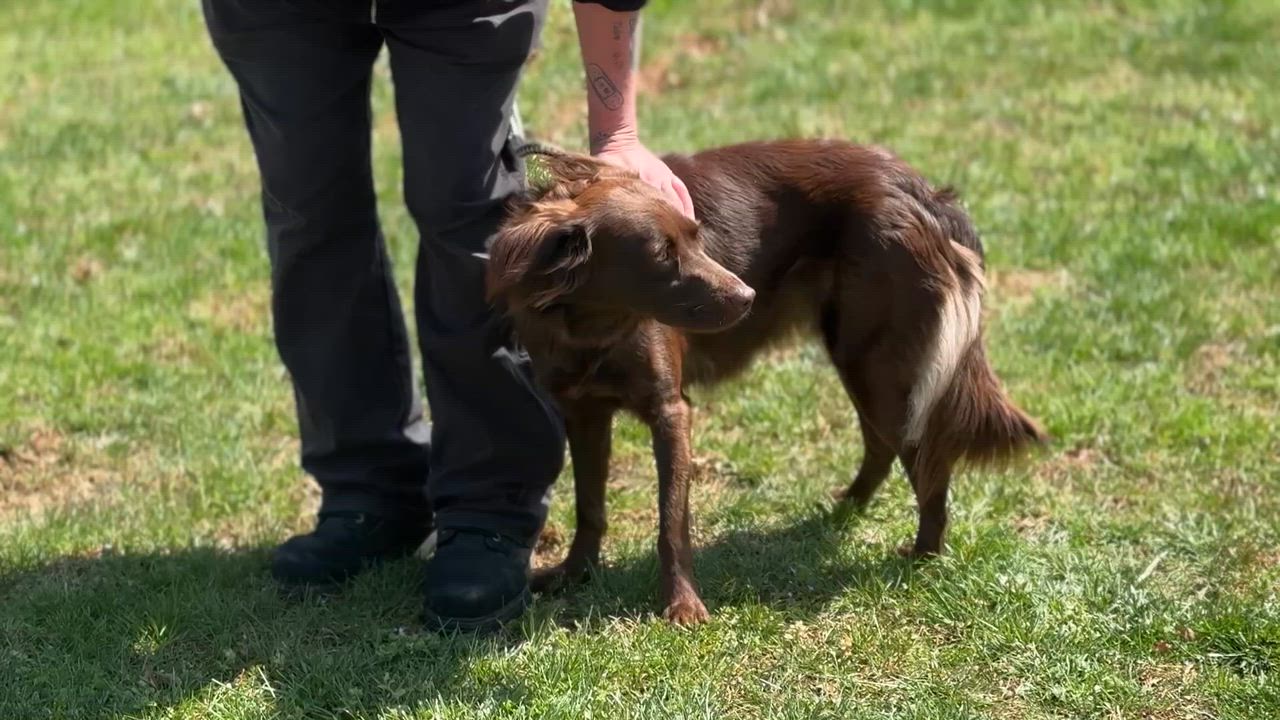Enlarge Brook, a ADOPTABLE mixed breed in Richmond, VA video 2/6