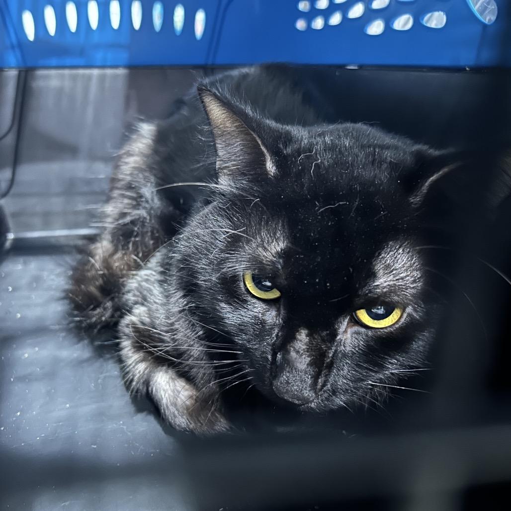 Enlarge Jamaica, a Adoptable Domestic Long Hair in Oyster Bay, NY image 1/3