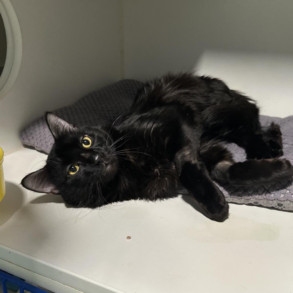 Enlarge Jamaica, a Adoptable Domestic Long Hair in Oyster Bay, NY image 2/3