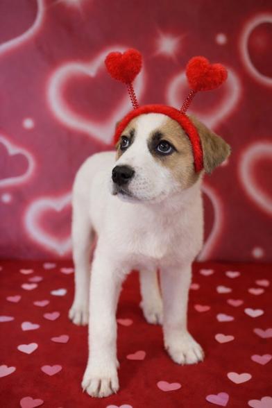 Haze Walker — thumbnail 4