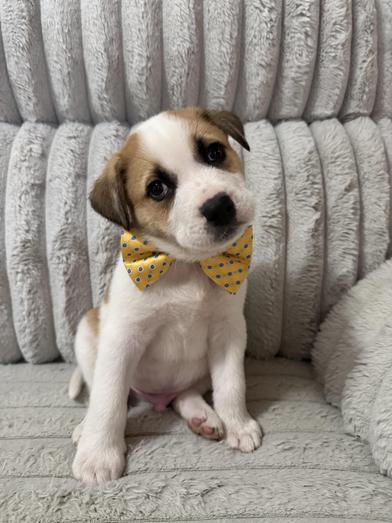 Haze Walker — thumbnail 6