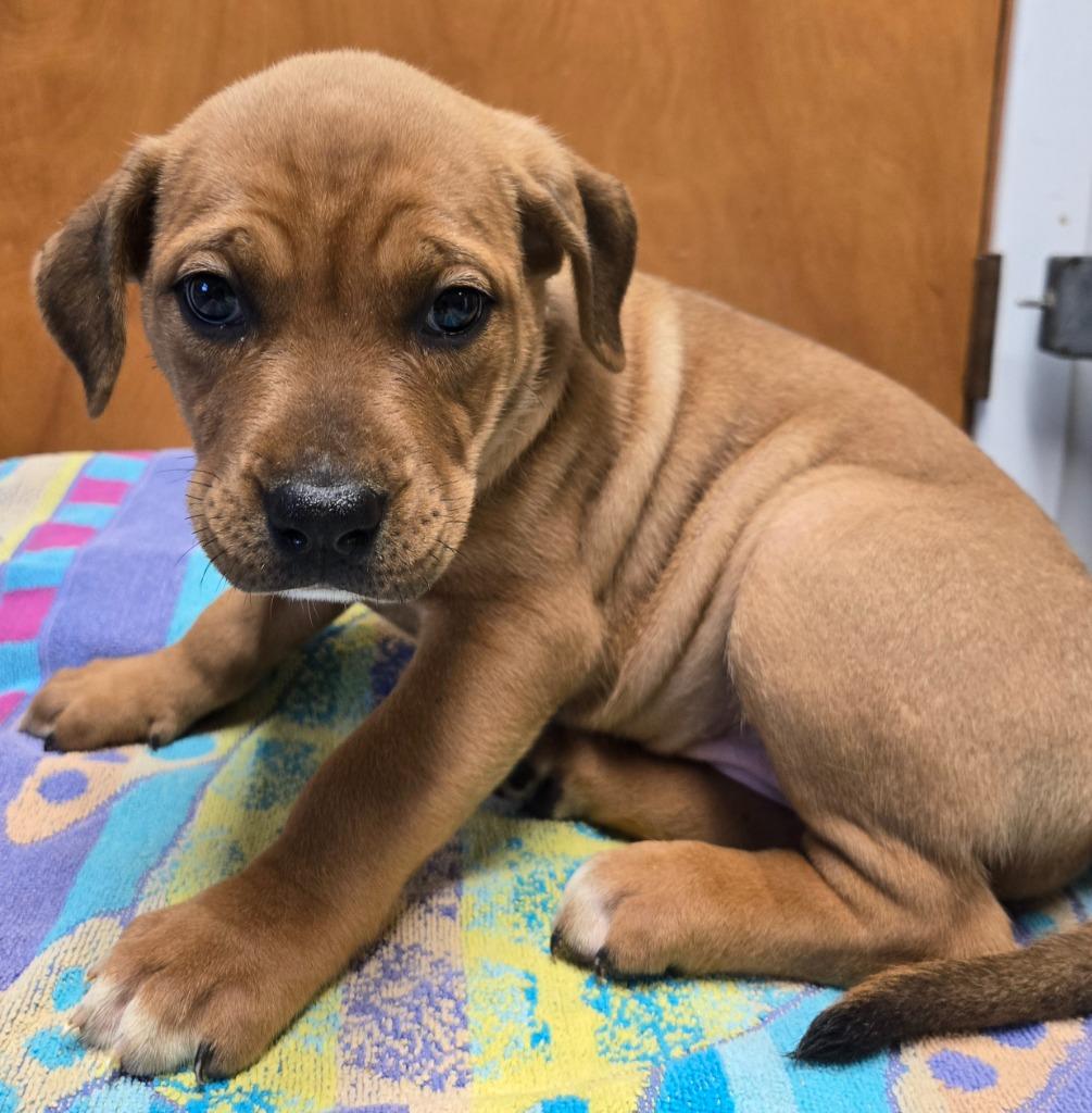 Marjorie, Adoptable, Puppy Female Doberman Pinscher & Australian Shepherd.