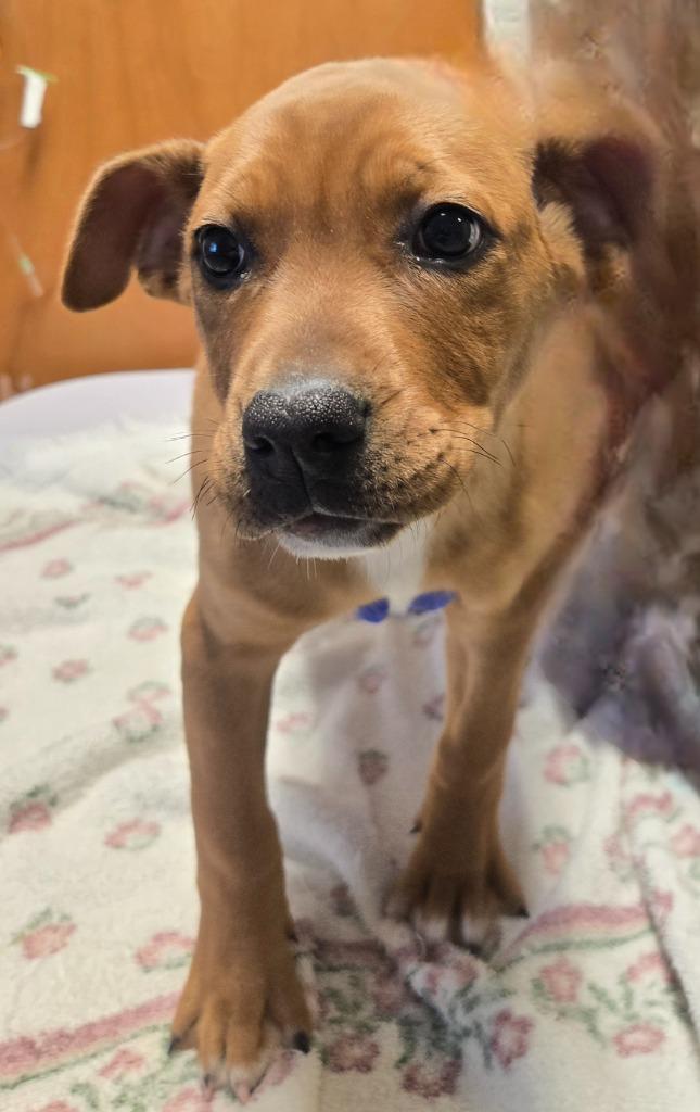 Enlarge Marjorie, a Adoptable mixed breed in Sandusky, OH image 2/3