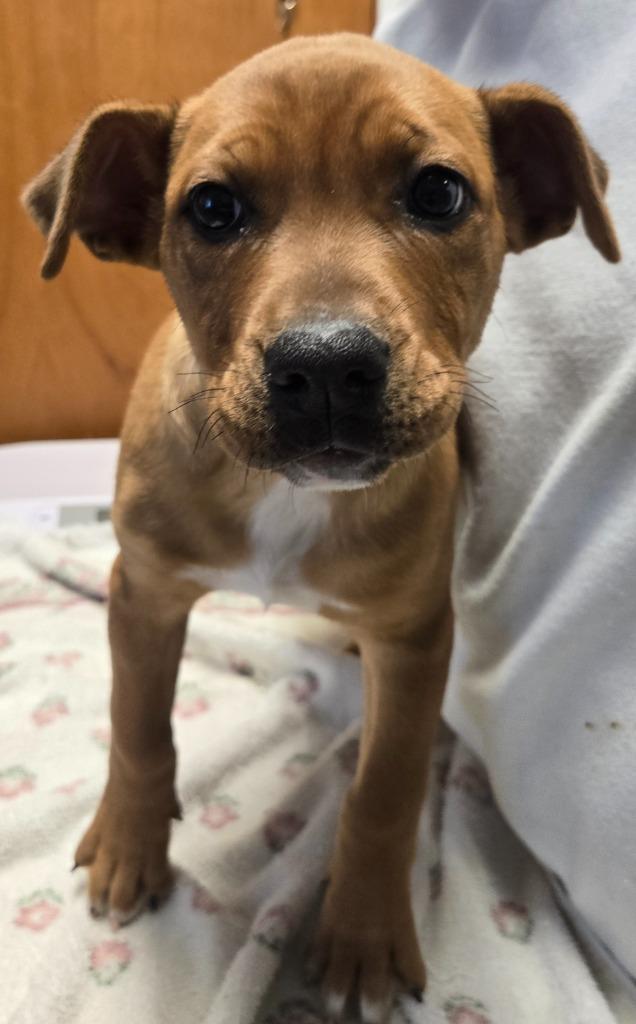 Enlarge Marjorie, a Adoptable mixed breed in Sandusky, OH image 3/3
