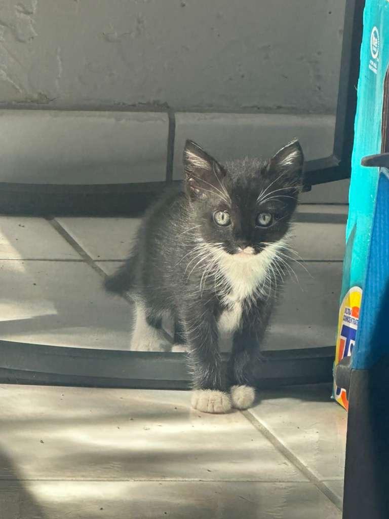 Enlarge Calira, a Adoptable Tuxedo in Miami, FL image 1/1