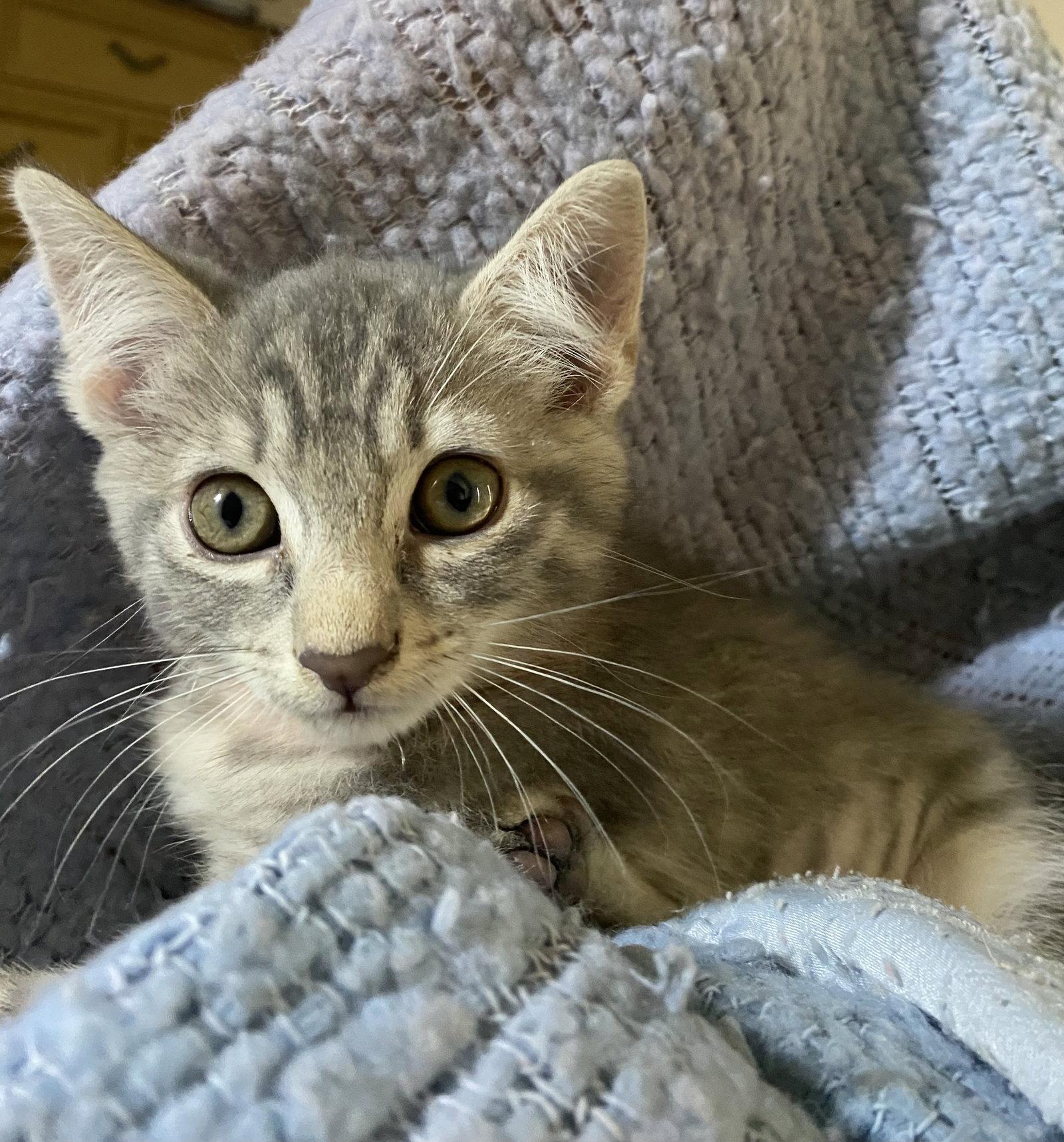 Enlarge Roma, a Adopted Domestic Short Hair in Oviedo, FL image 1/1