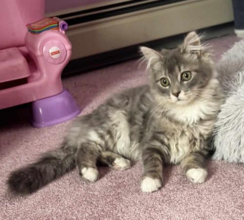 Enlarge Freya, a Adoptable Domestic Long Hair in St. Johnsbury, VT image 1/3