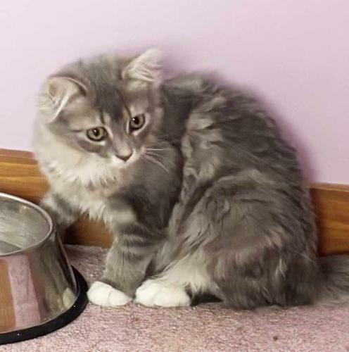 Enlarge Freya, a Adoptable Domestic Long Hair in St. Johnsbury, VT image 2/3