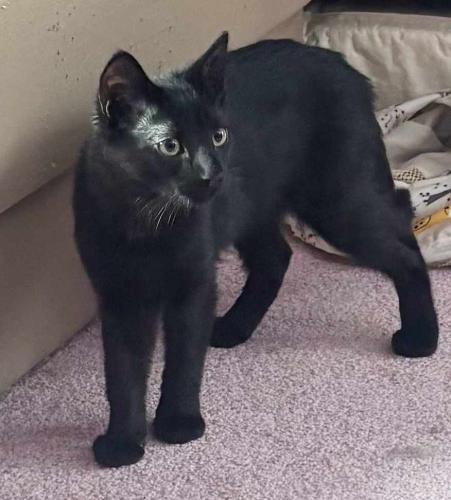 Enlarge Freya, a Adoptable Domestic Long Hair in St. Johnsbury, VT image 3/3