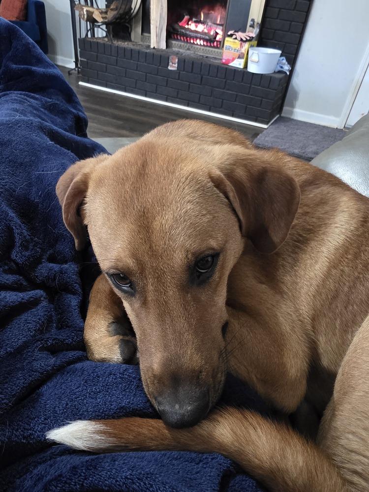 Toby, Adoptable, Young Male Labrador Retriever & Great Pyrenees.