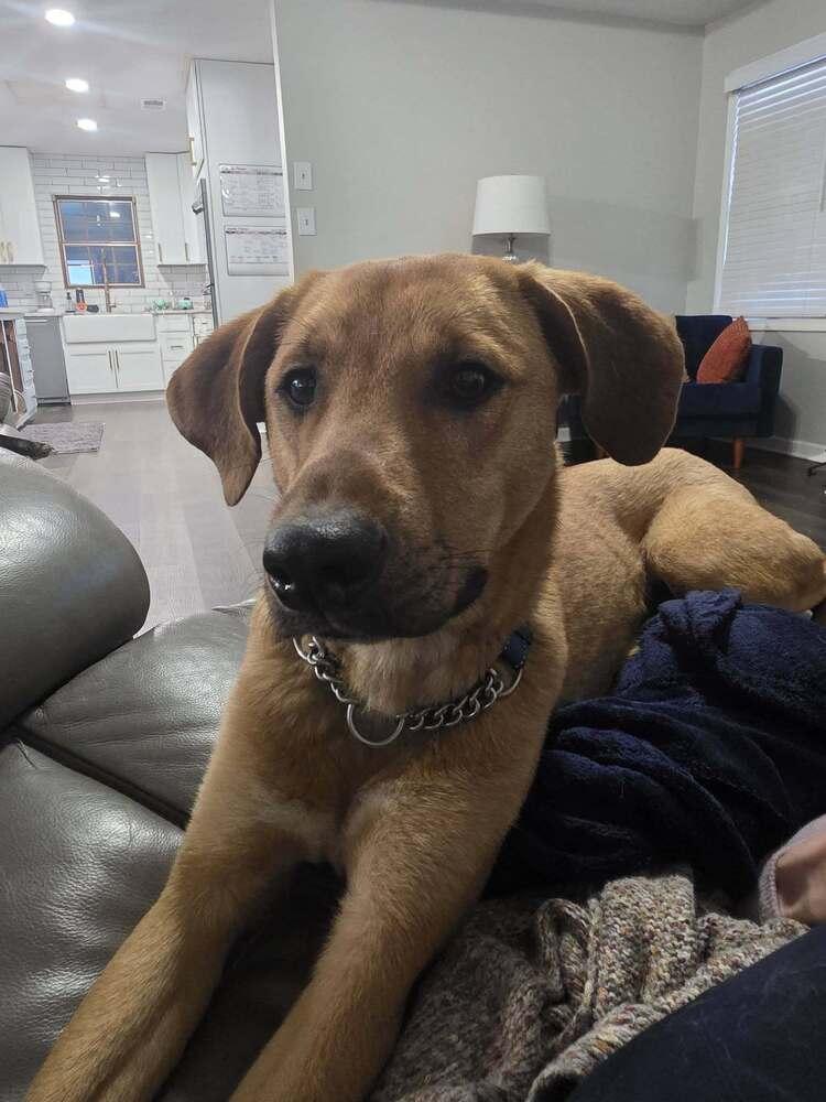 Enlarge Toby, a Adoptable mixed breed in Gillsville, GA image 3/6