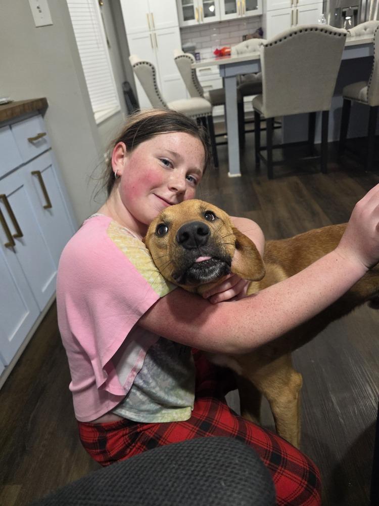 Enlarge Toby, a Adoptable mixed breed in Gillsville, GA image 4/6