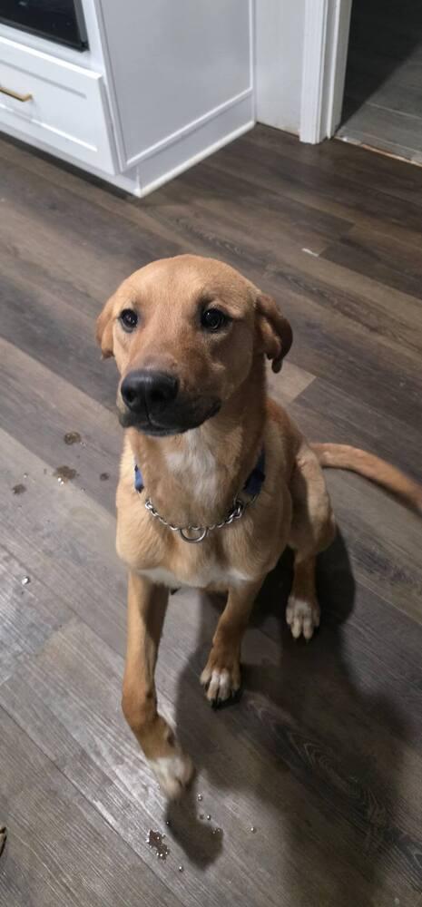 Enlarge Toby, a Adoptable mixed breed in Gillsville, GA image 6/6