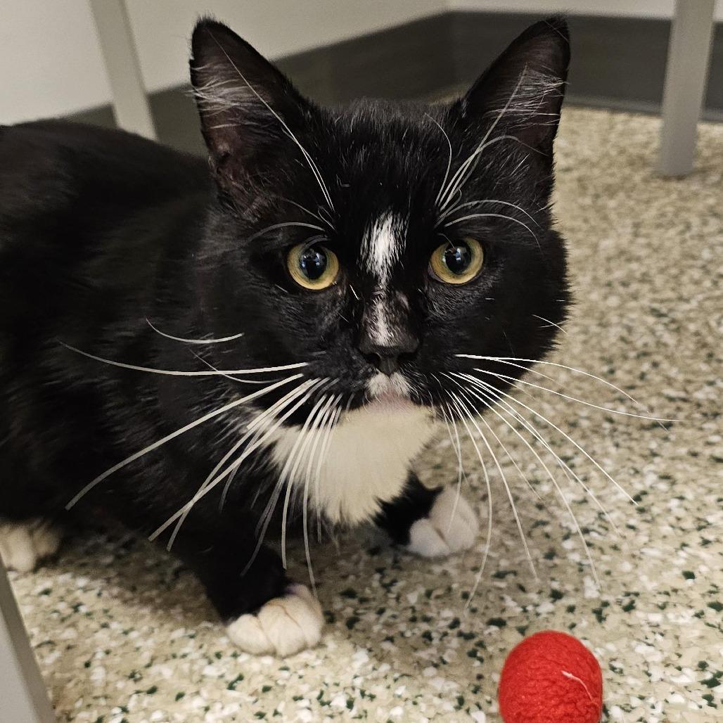 Bernard, Adoptable, Adult Male Domestic Short Hair.