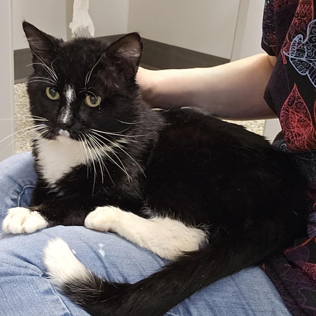 Enlarge Bernard, a Adoptable Domestic Short Hair in Cedar Rapids, IA image 2/2