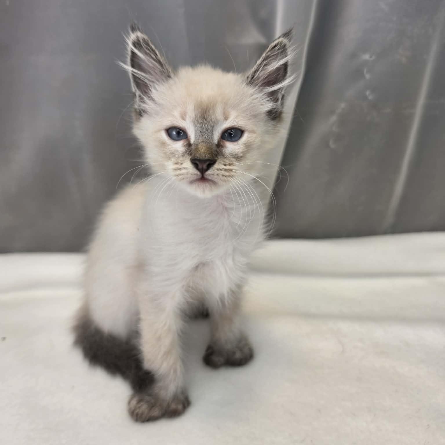Enlarge King, a Adoptable Siamese in Wanaque, NJ image 6/6