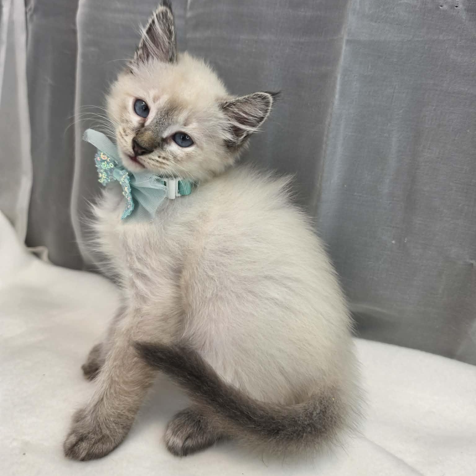 King, Adoptable, Kitten Male Siamese.