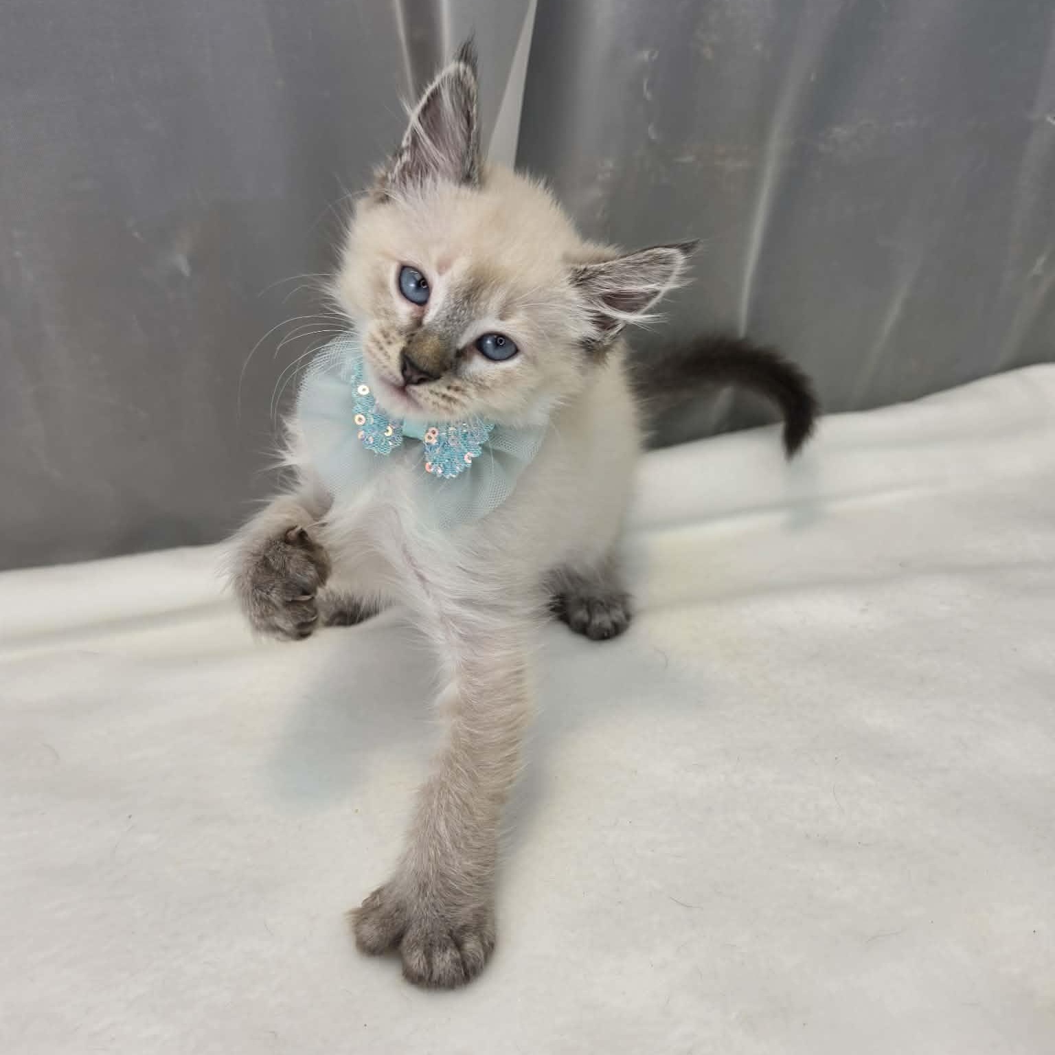 Enlarge King, a Adoptable Siamese in Wanaque, NJ image 4/6