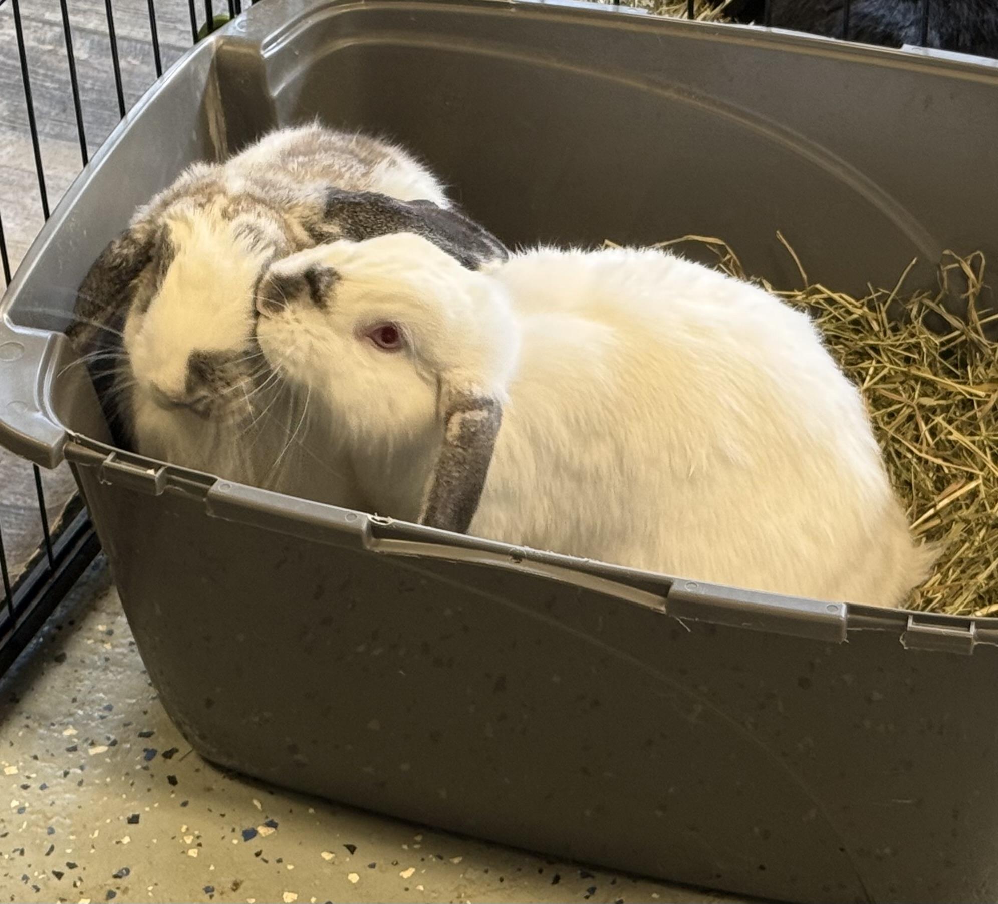 Enlarge Snow White & Prince Charming, a Adoptable mixed breed in North salem, NY image 3/3