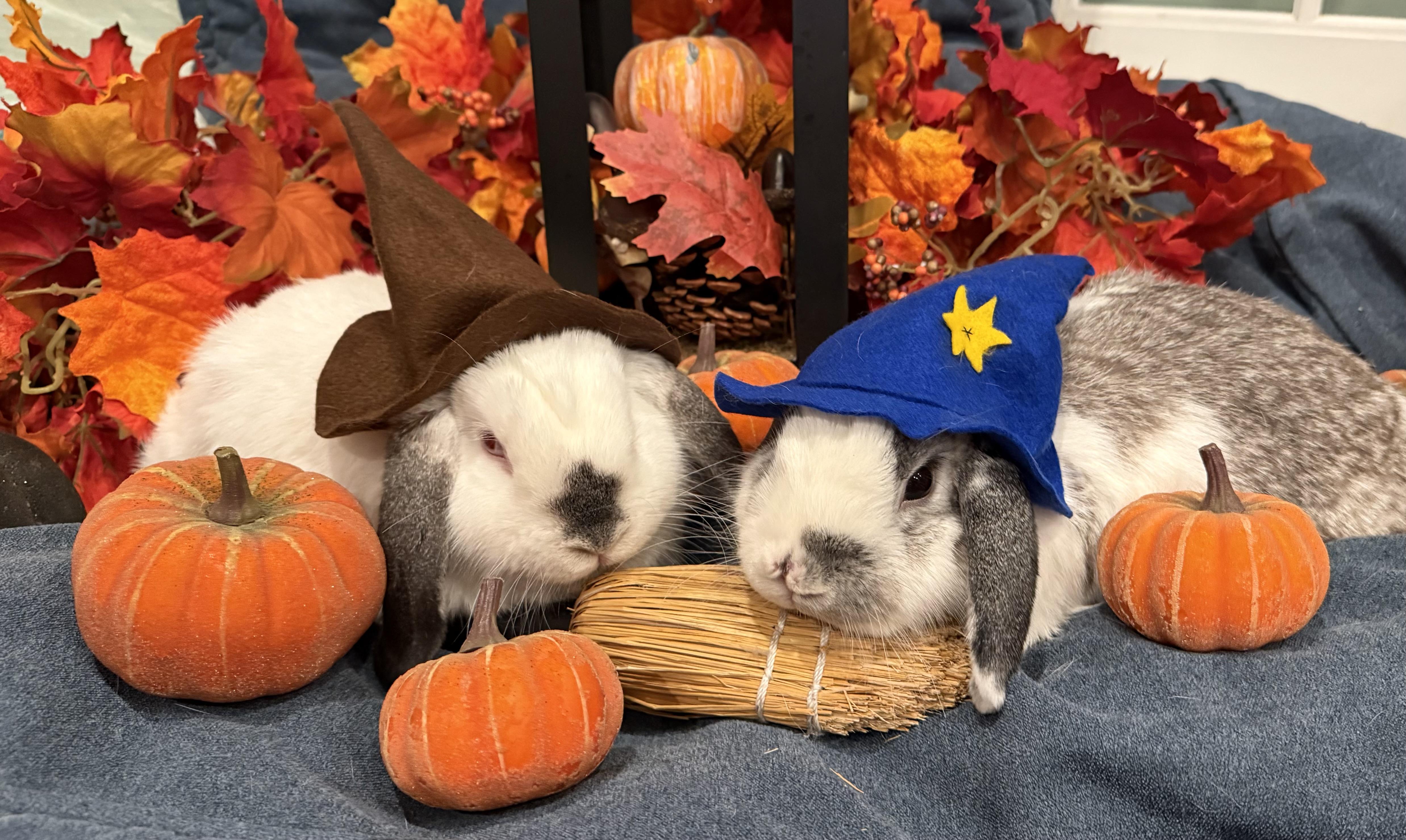 Snow White & Prince Charming, Adoptable, Adult Male Lop Eared.