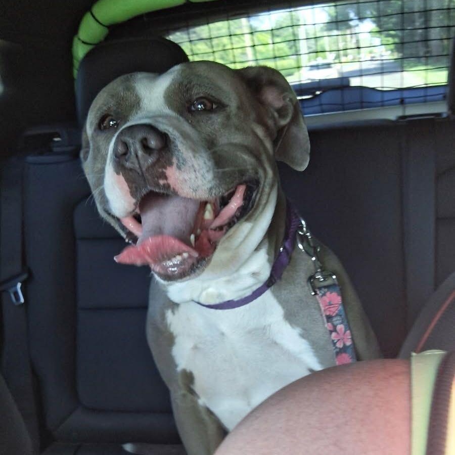 Enlarge Louanne, a Adoptable Pit Bull Terrier in Midland, MI image 2/5