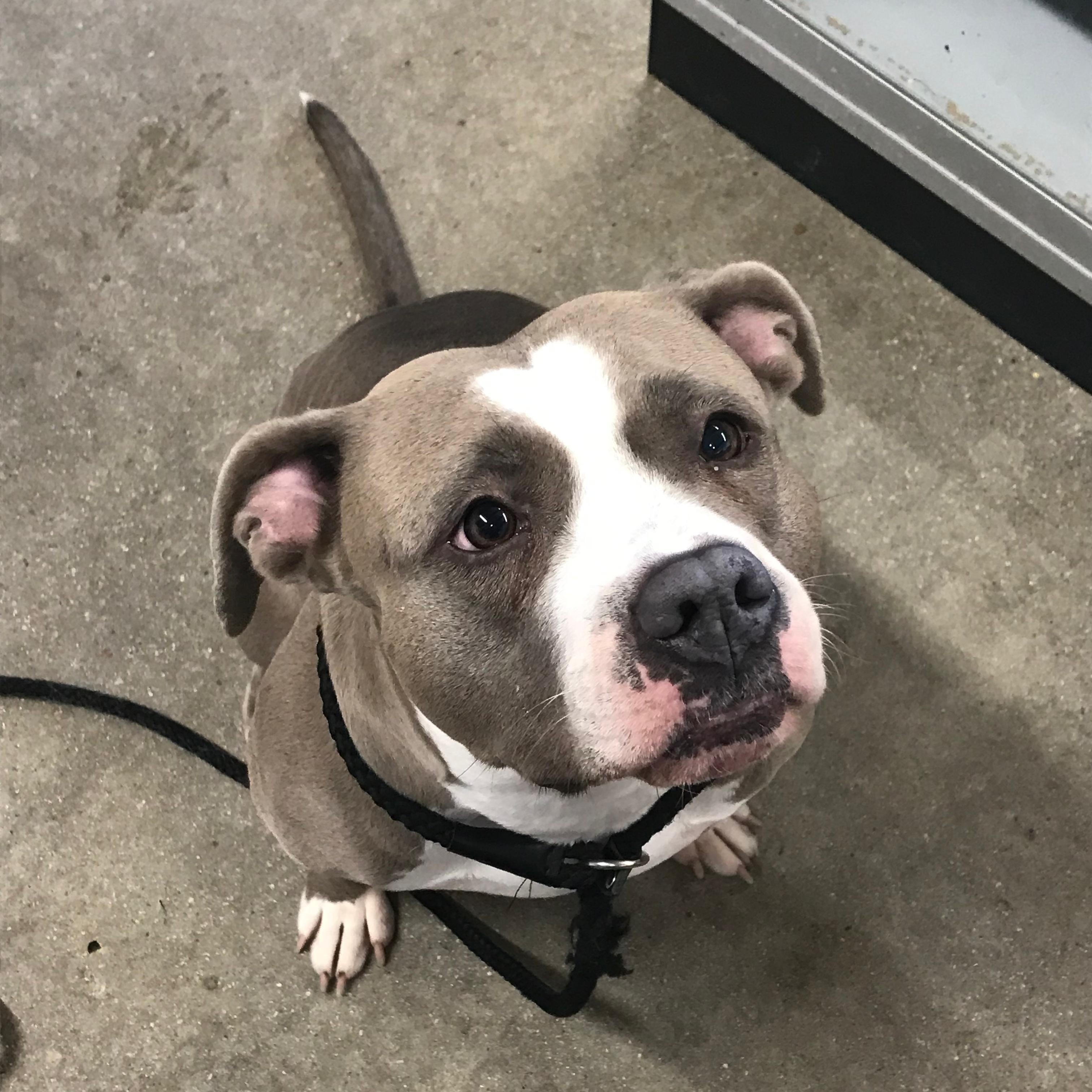 Louanne, Adoptable, Adult Female Pit Bull Terrier.