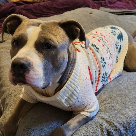 Enlarge Louanne, a Adoptable Pit Bull Terrier in Midland, MI image 3/5