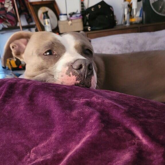 Enlarge Louanne, a Adoptable Pit Bull Terrier in Midland, MI image 5/5