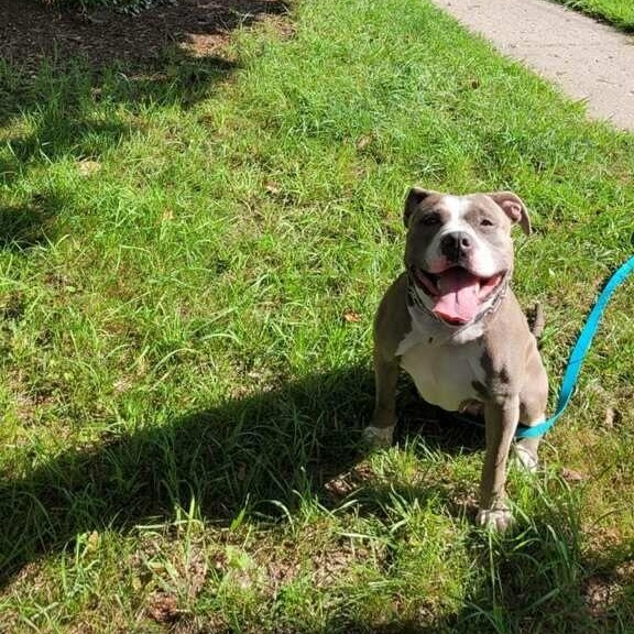 Enlarge Louanne, a Adoptable Pit Bull Terrier in Midland, MI image 4/5