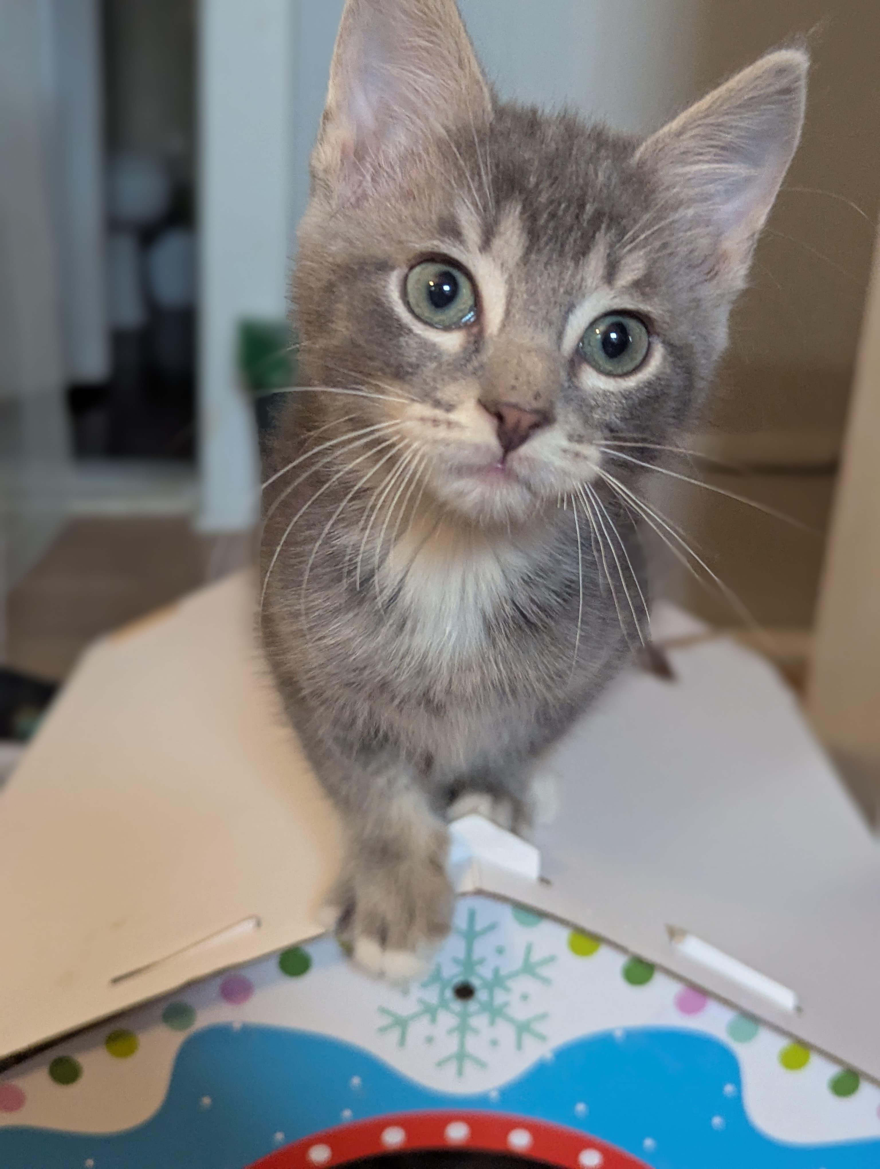 Enlarge Jinglebell, an adopted Domestic Short Hair in Morristown, NJ image 2/5