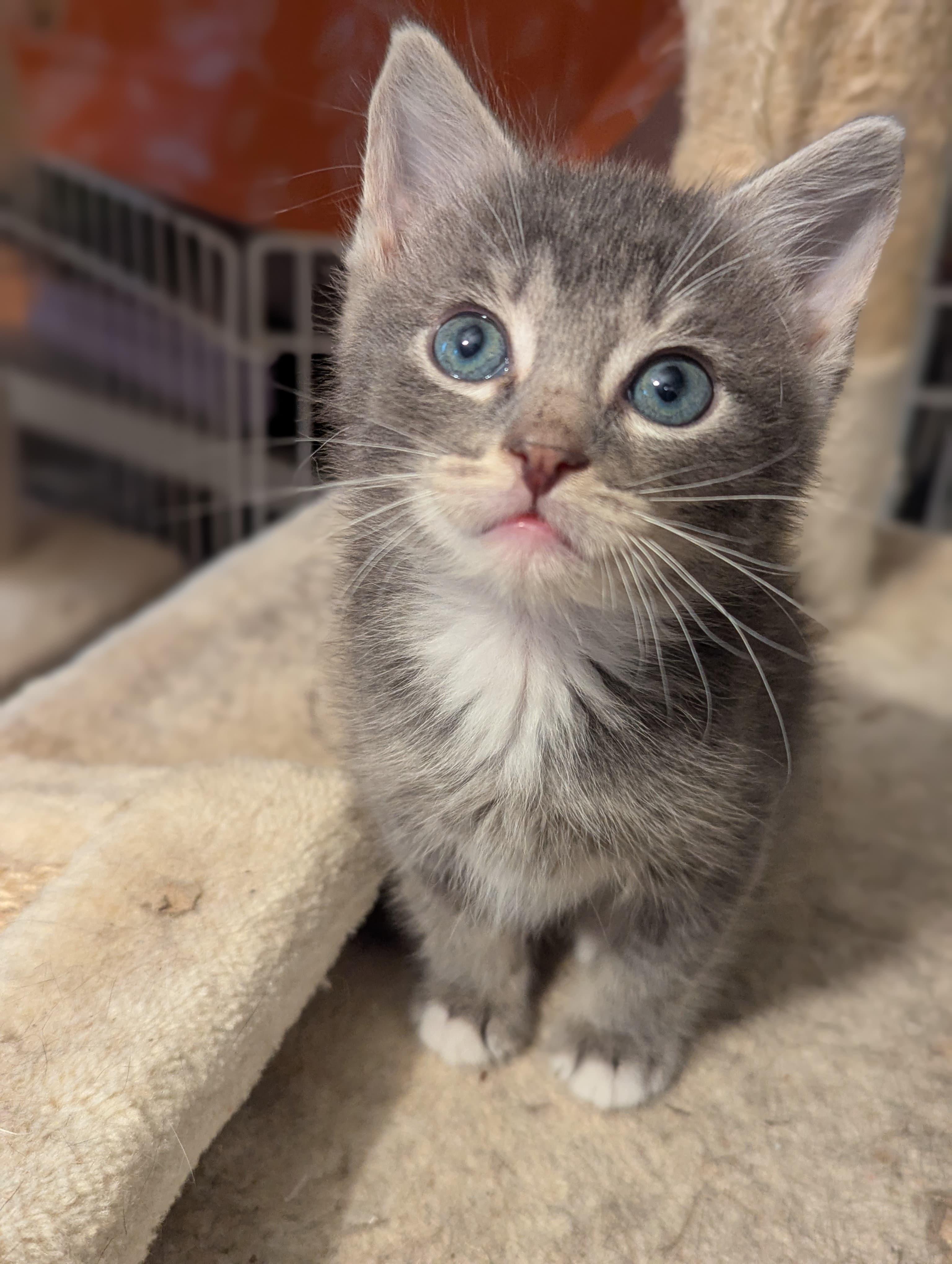 Enlarge Jinglebell, an adopted Domestic Short Hair in Morristown, NJ image 3/5