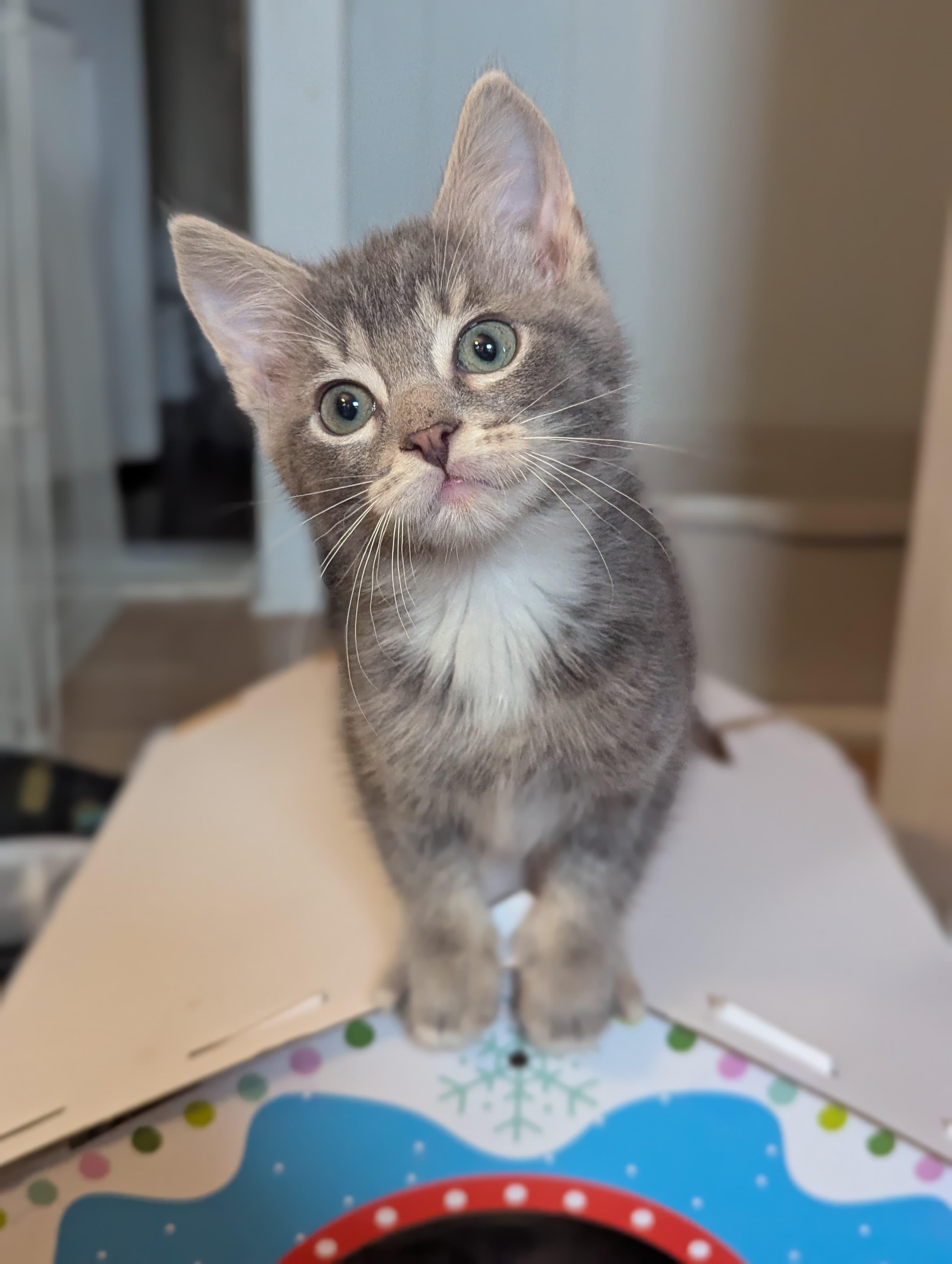 Enlarge Jinglebell, an adopted Domestic Short Hair in Morristown, NJ image 4/5