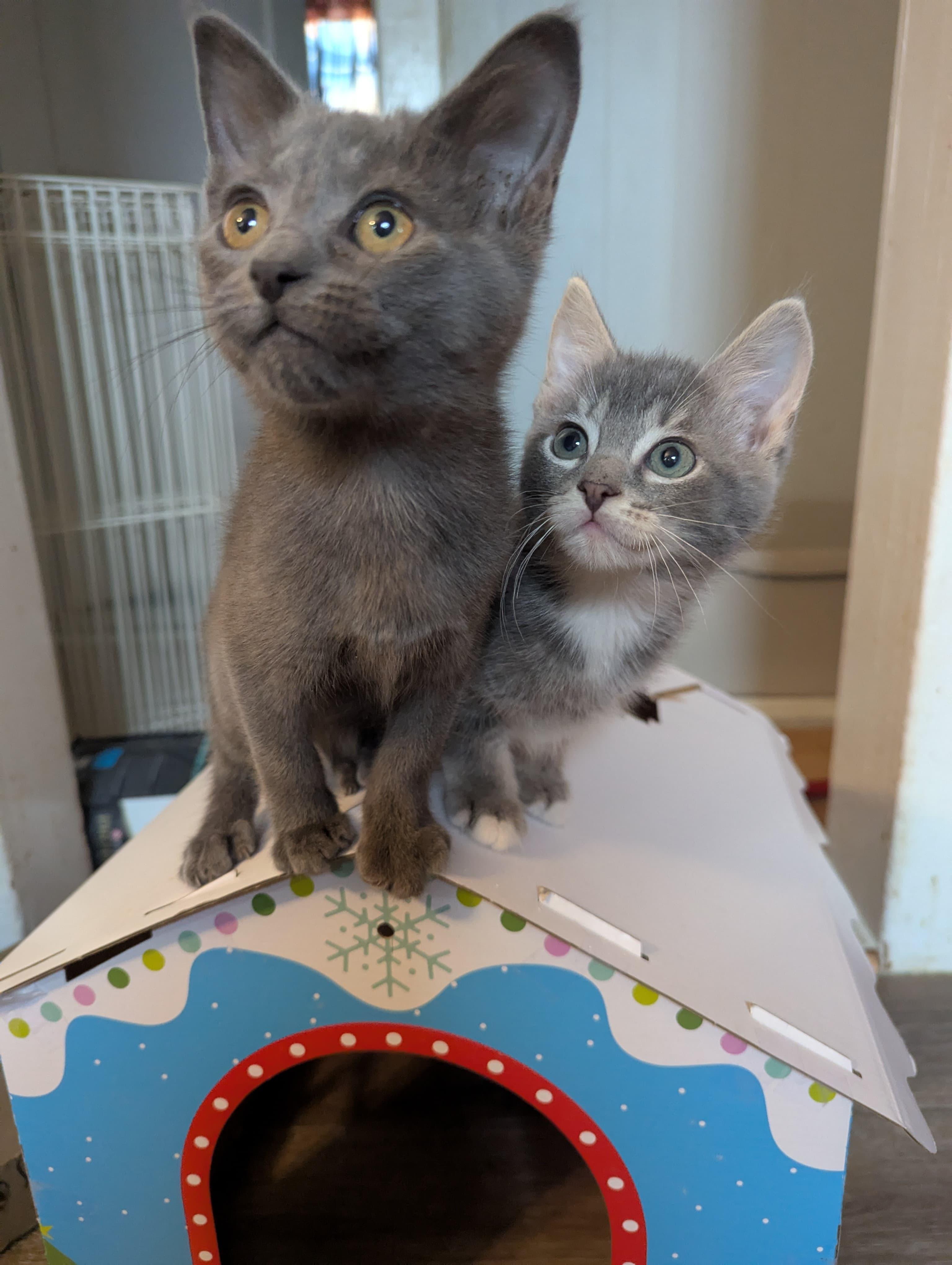 Enlarge Jinglebell, an adopted Domestic Short Hair in Morristown, NJ image 5/5