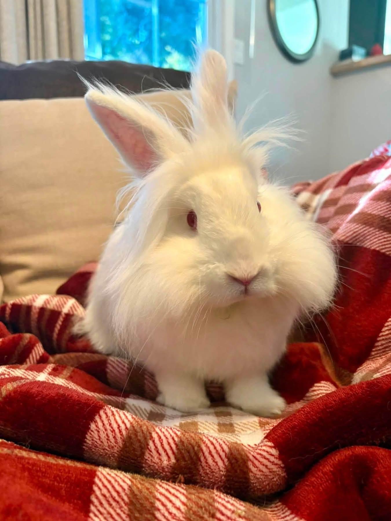 Enlarge Jalapeño, a Adoptable Lionhead in St. Charles, MO image 2/3
