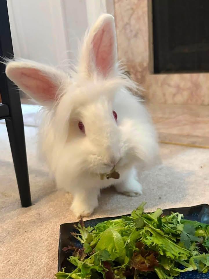 Enlarge Jalapeño, a Adoptable Lionhead in St. Charles, MO image 3/3