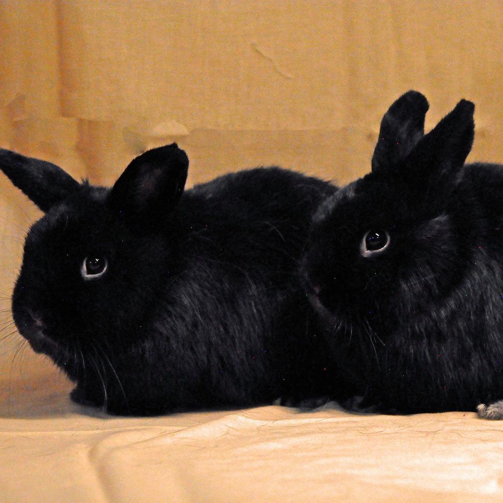 Enlarge Cedar bonded with Chestnut, a Adoptable mixed breed in Erie, CO image 1/1