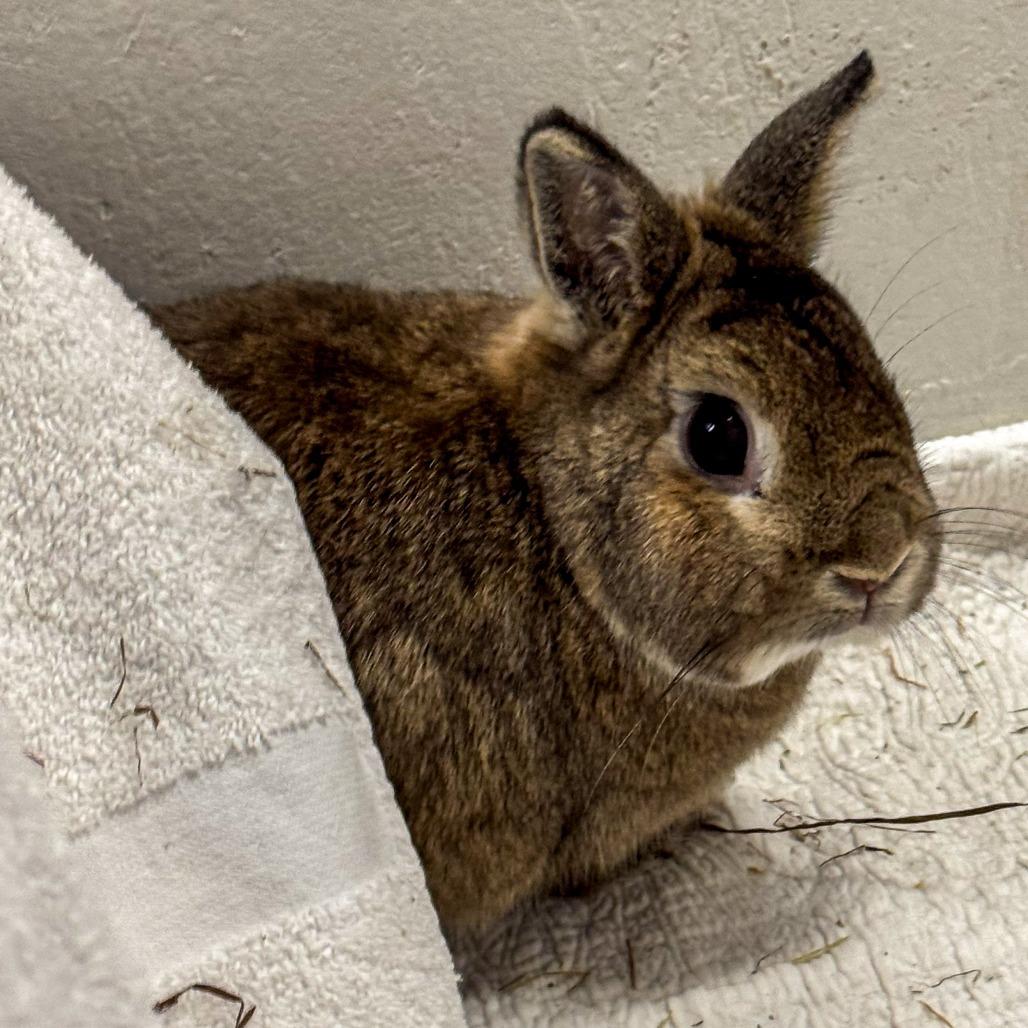 Mr. MaGee *Bonded w/ Finnies*, Adoptable, Adult Male Netherland Dwarf.