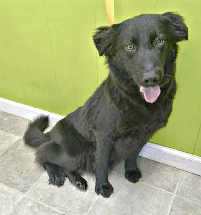 Sensational Sadie, ADOPTABLE, Young Female Retriever.