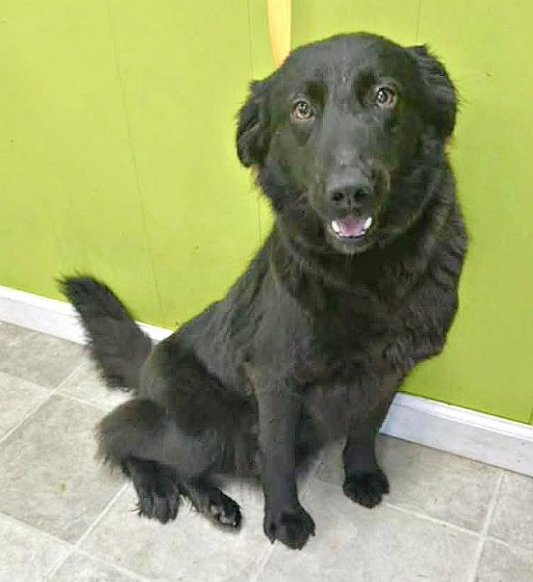 Enlarge Sensational Sadie, a ADOPTABLE mixed breed in Reston, VA image 2/4