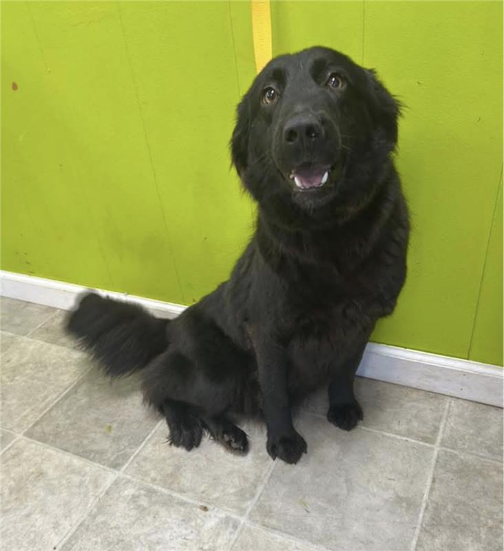 Enlarge Sensational Sadie, a ADOPTABLE mixed breed in Reston, VA image 3/4