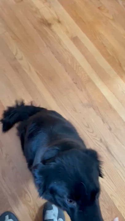 Enlarge Sensational Sadie, a ADOPTABLE mixed breed in Reston, VA video 4/4