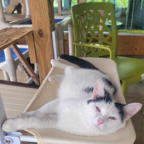 Sugarcane, Adoptable, Adult Female Domestic Short Hair.