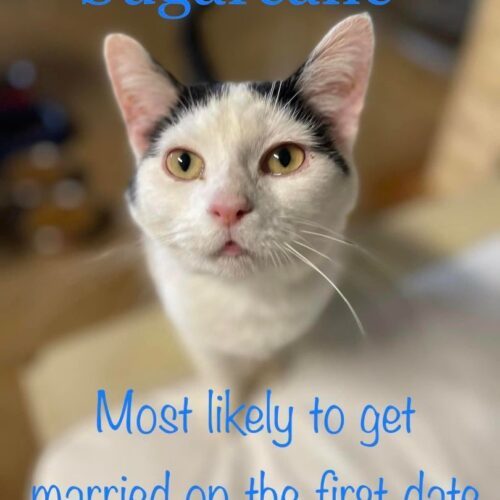 Sugarcane — thumbnail 5