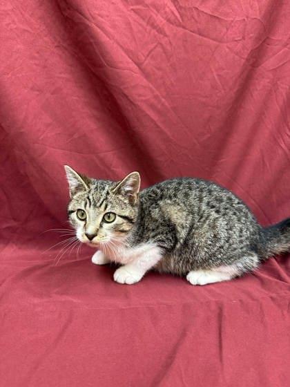 Scissors, Adoptable, Kitten Female Domestic Short Hair & Domestic Short Hair.