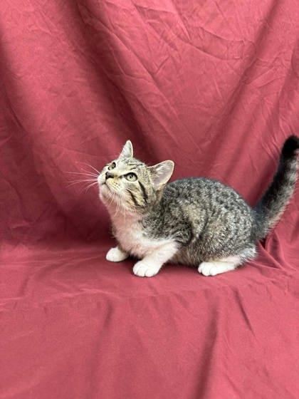 Enlarge Scissors, a Adoptable mixed breed in McCook, NE image 2/3