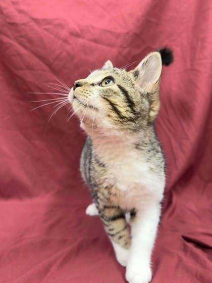 Enlarge Scissors, a Adoptable mixed breed in McCook, NE image 3/3