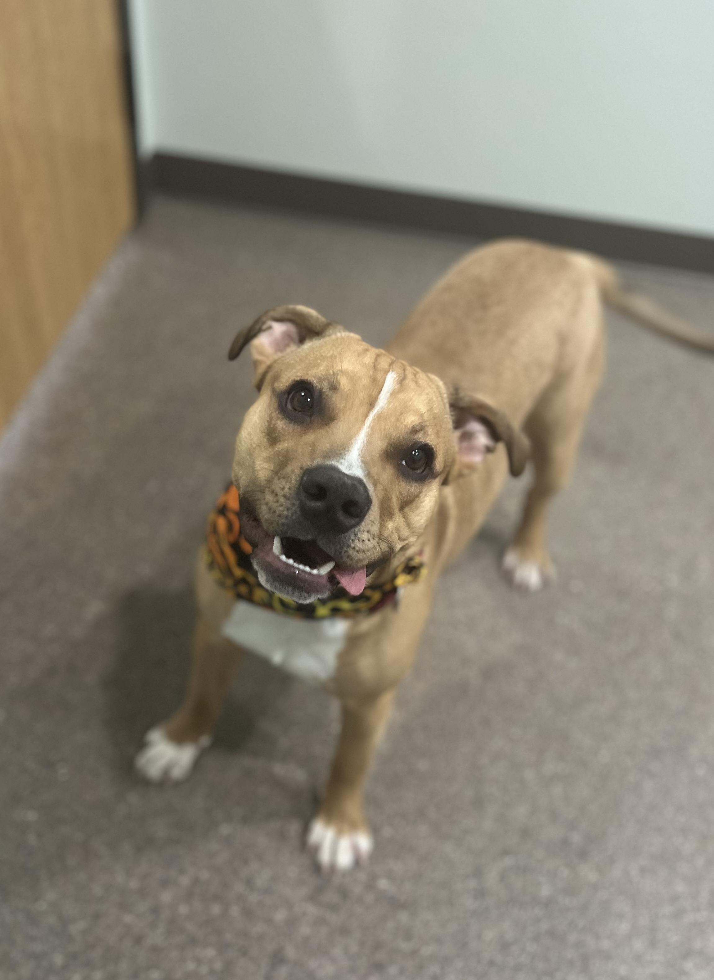 Enlarge Scrappy Doo, an adoptable mixed breed in Sault Sainte Marie, MI image 1/3